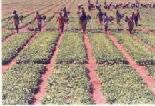 nursery1