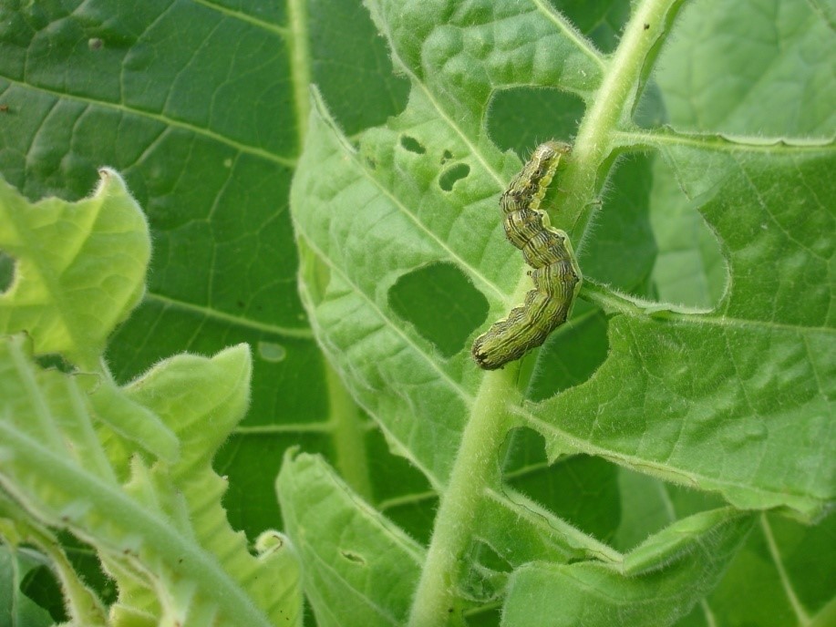 Pests1